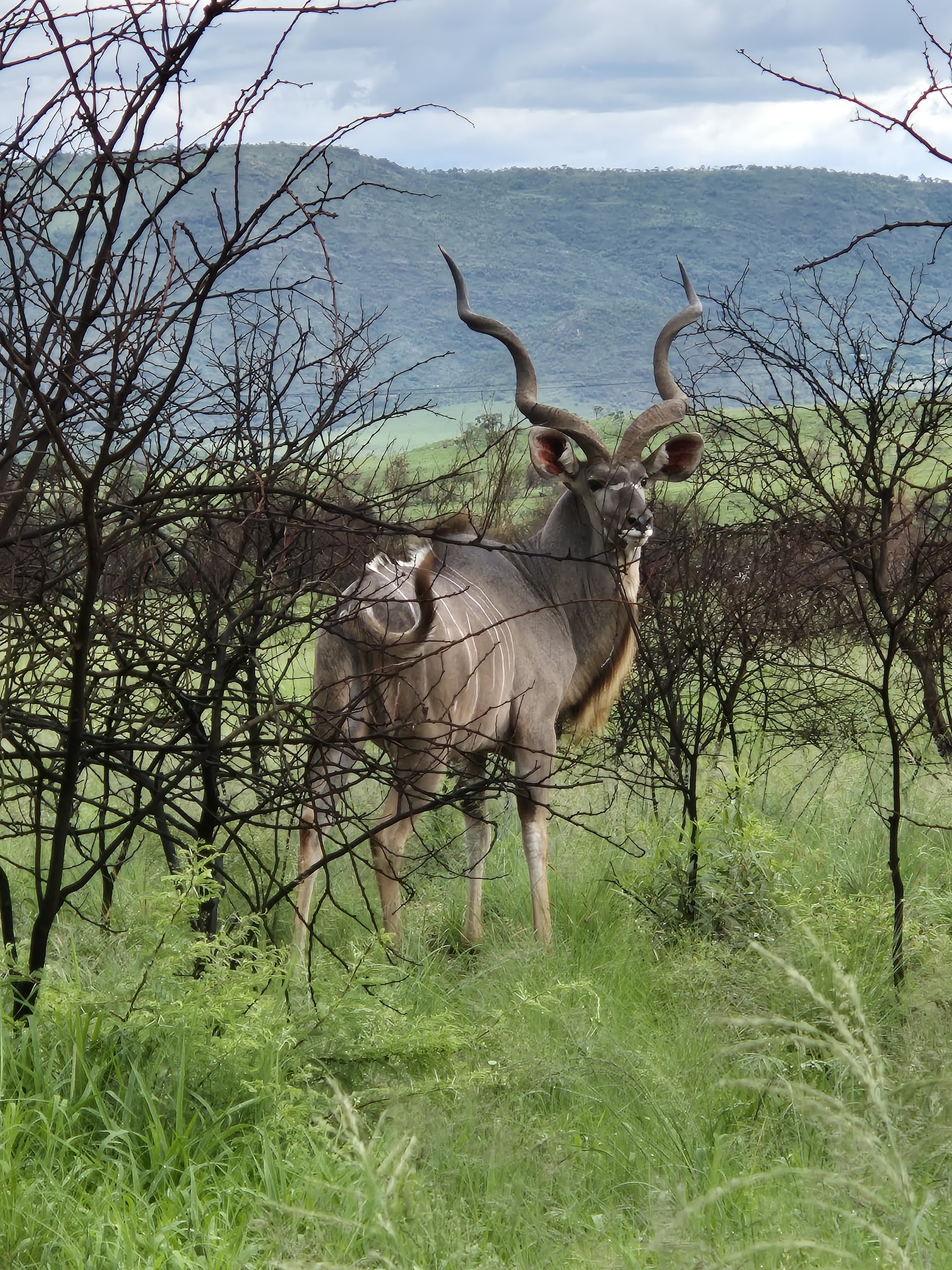 Großer Kudu-Bulle im Krokodilfluss-Naturschutzgebiet, Gauteng, Südafrika