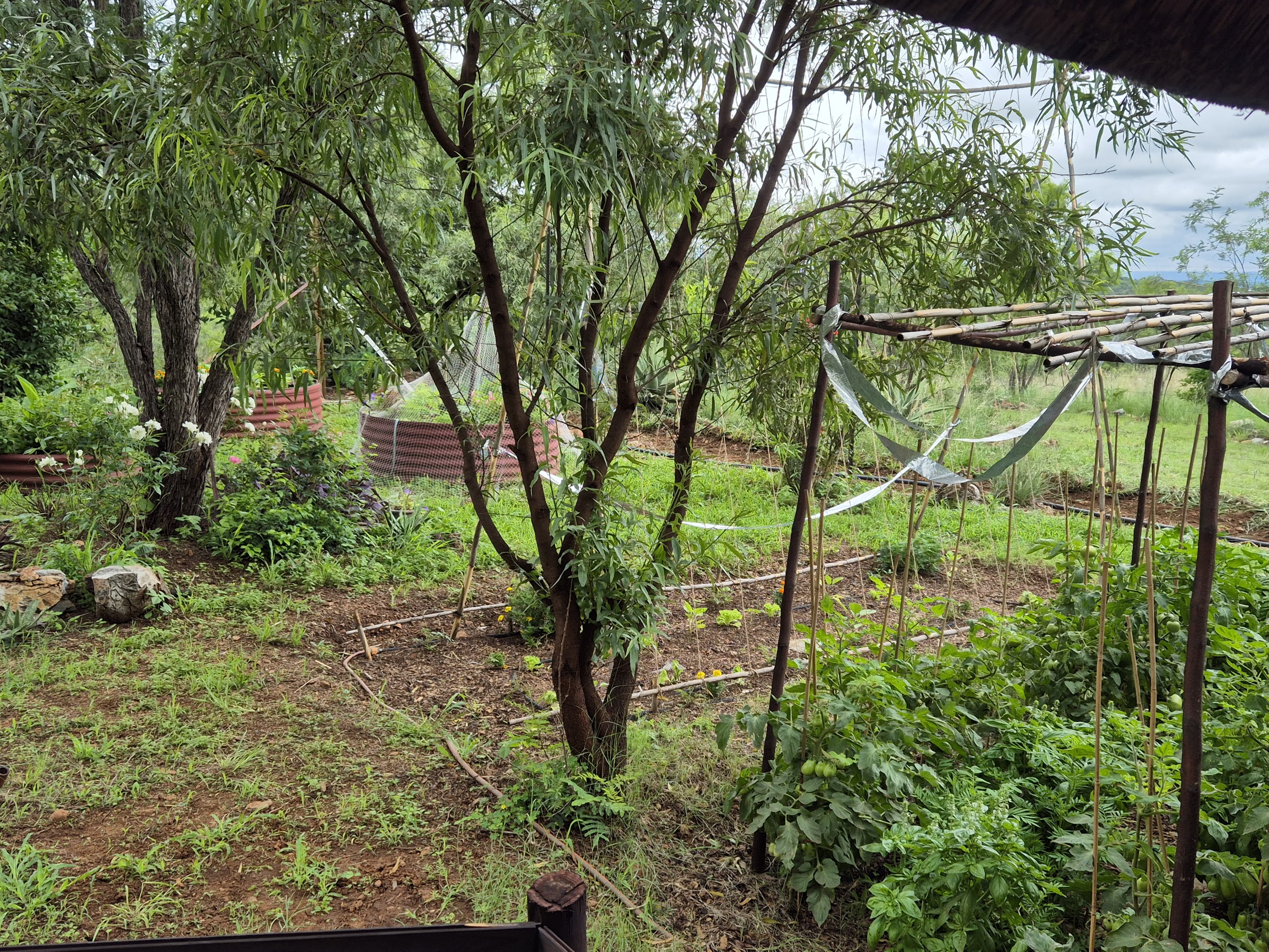 Gemüsegarten mit Hängematte – Off-grid leben in Südafrika