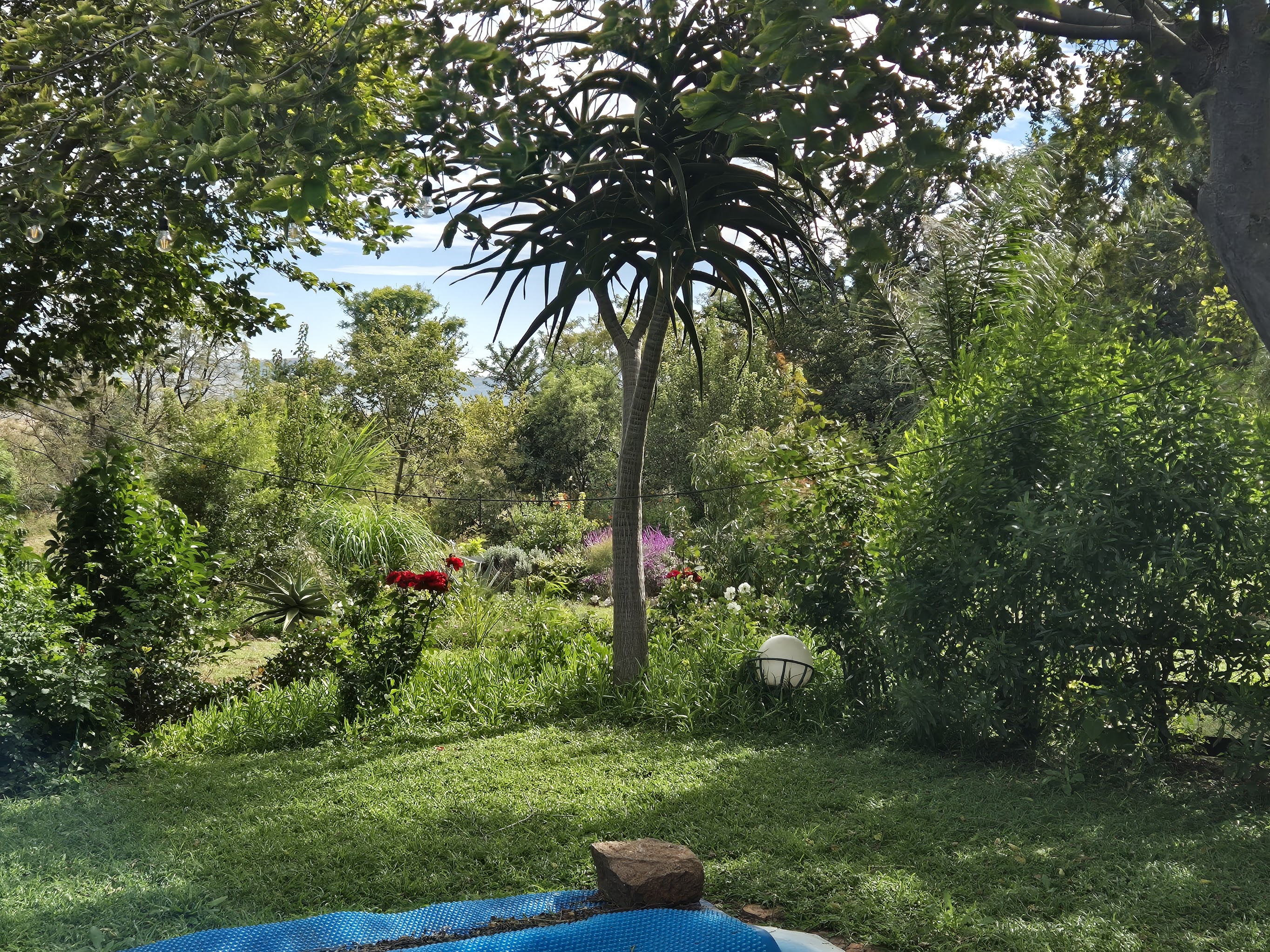 Gepflegter tropischer Garten mit Drachenpflanze und bunten Blumen